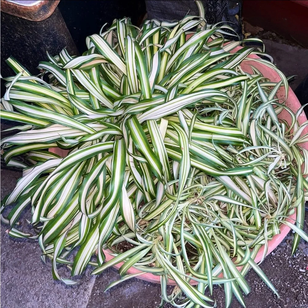 Variegated Spider Plant - Green and Cream Home Accent